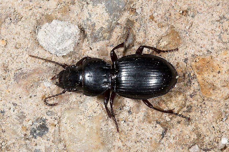 Molops piceus - Braunfüßiger Striemenkäfer, Käfer auf Weg