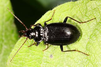 Nebria brevicollis - Pechschwarzer Dammläufer, Käfer auf Blatt