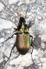 Poecilus cf. versicolor - Kupferfarbener Buntgrabläufer, Käfer auf Weg (2)