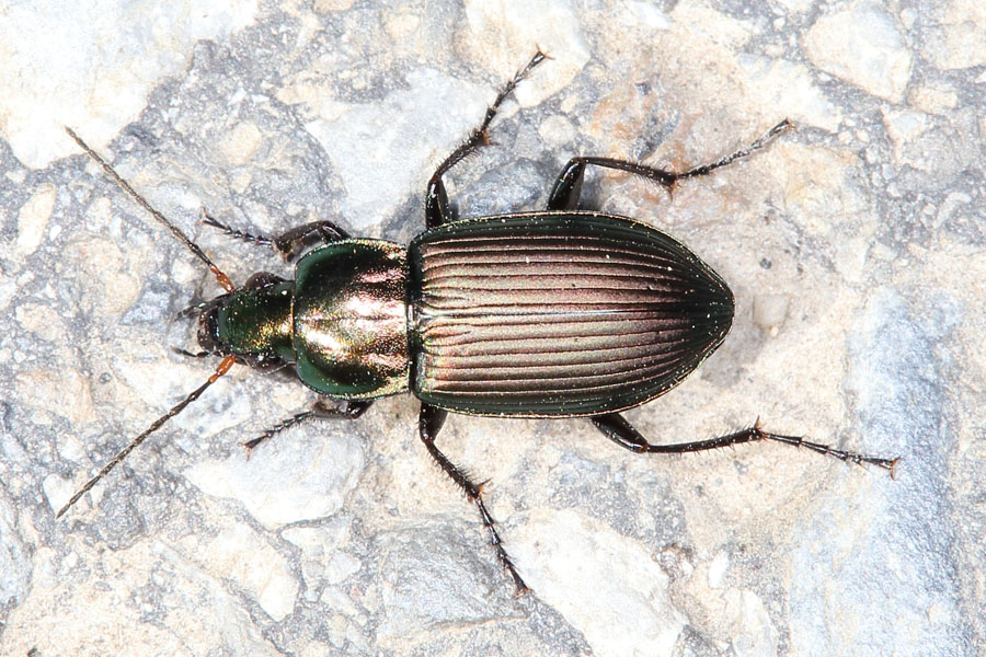 Poecilus cf. versicolor - Kupferfarbener Buntgrabkäfer, Käfer auf Weg