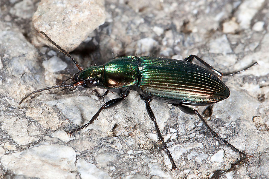 Poecilus cupreus - Kupferfarbener Buntgrabläufer, Käfer auf Weg