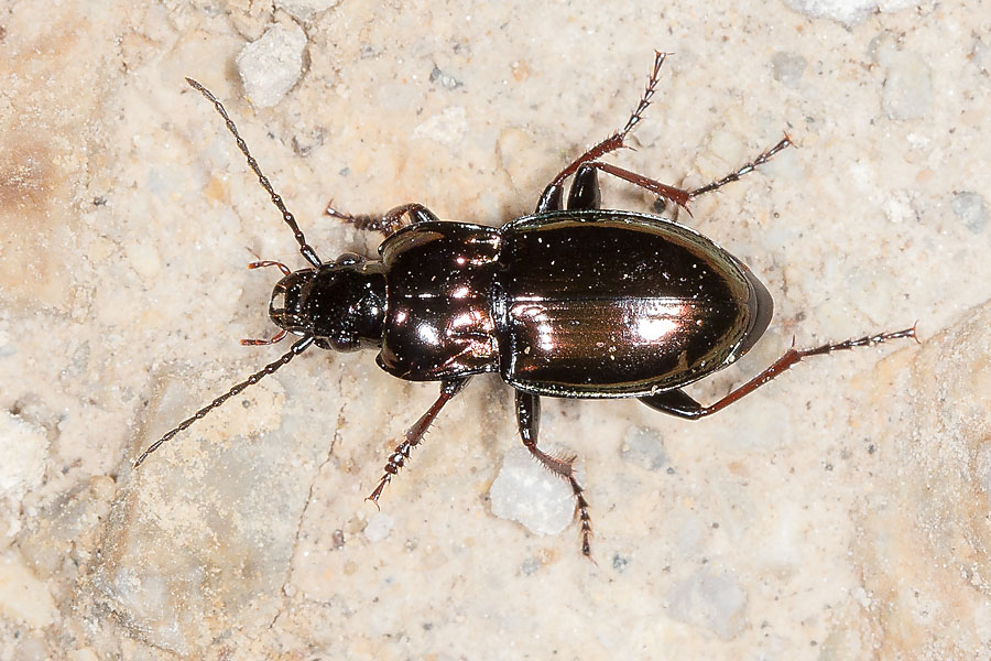 Pterostichus burmeisteri - Metallischer Grabkäfer, Käfer an Wand