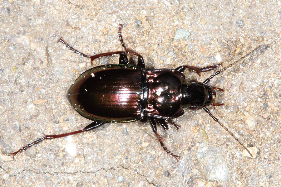 Pterostichus burmeisteri - Metallischer Grabkäfer, Käfer an Wand