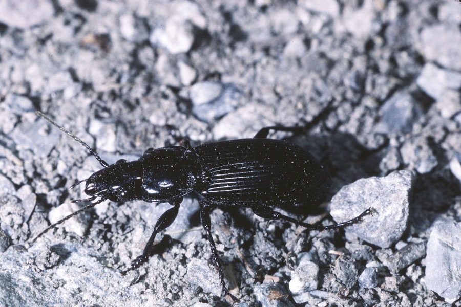 Pterostichus melanarius - Gemeiner Grabkäfer, Käfer auf Weg