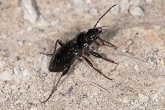 Pterostichus oblongopunctatus - Echter Schulterläufer, Käfer am Boden