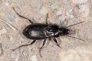 Pterostichus oblongopunctatus - Echter Schulterläufer, Käfer an Wand