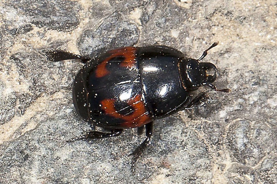 Hister quadrimaculatus - Vierfleck-Gaukler, Käfer am Boden