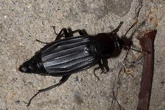 Necrodes littoralis - Ufer-Totengräber, Käfer auf Beton