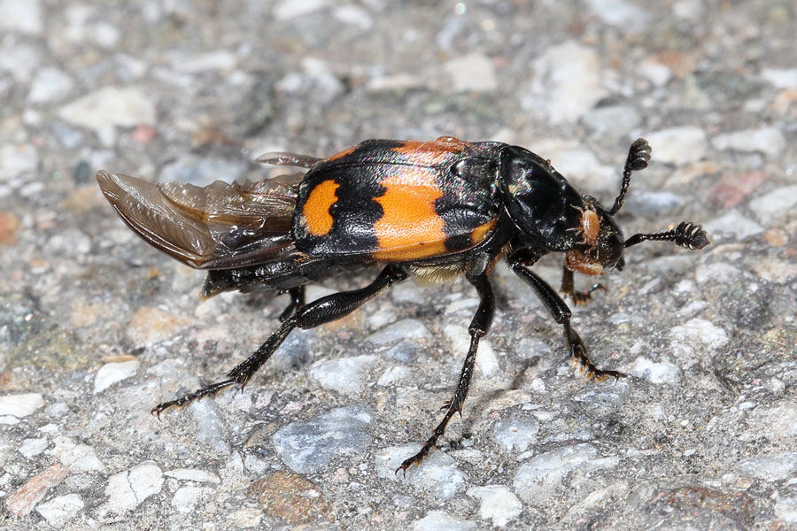 Nicrophorus vespilloides - Schwarzhörniger Totengräber, Käfer am Boden