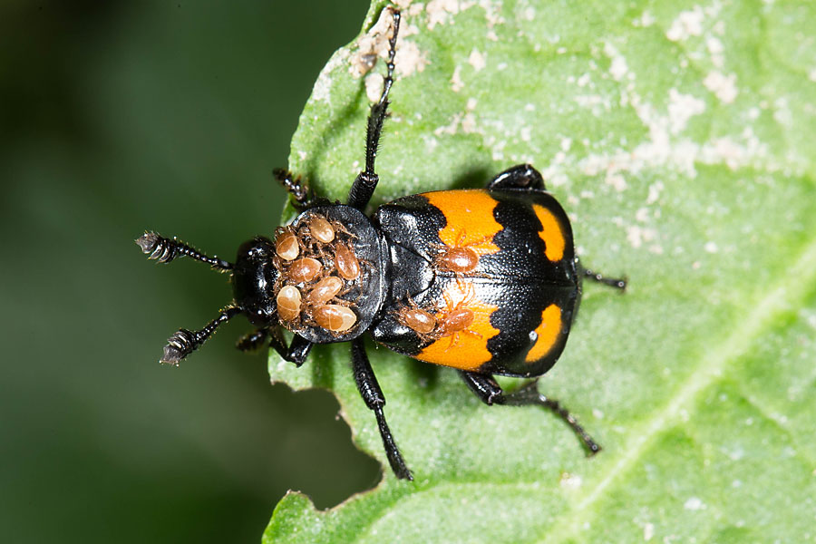 Nicrophorus vespilloides - Schwarzhörniger Totengräber, Käfer auf Blatt