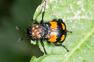 Nicrophorus vespilloides - Schwarzhörniger Totengräber, Käfer auf Blatt (1)