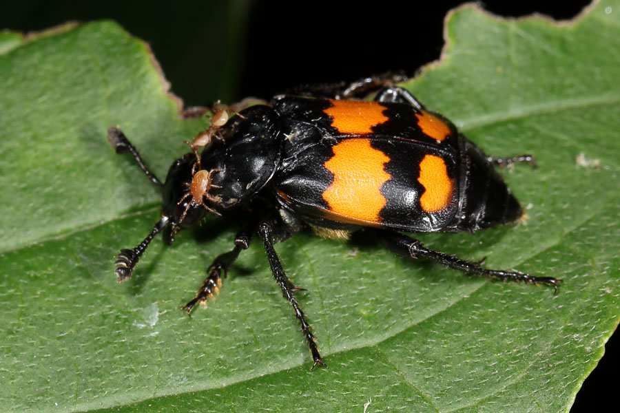 Nicrophorus vespilloides - Schwarzhörniger Totengräber, Käfer auf Blatt