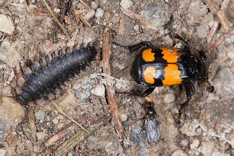 Nicrophorus vespilloides - Schwarzhörniger Totengräber, Käfer und Larve