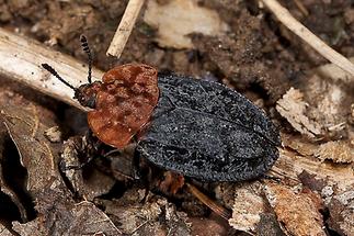 Oiceoptoma thoracica - Rothalsige Silphe, Käfer auf Waldweg