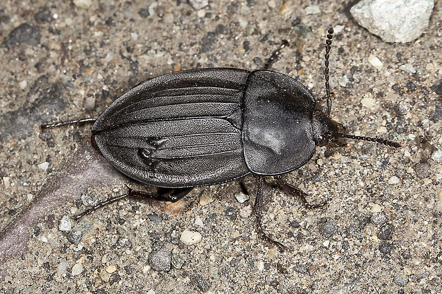 Phosphuga atrata - Schwarzer Schneckenjäger, Käfer auf Fahrweg