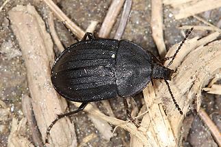 Phosphuga atrata - Schwarzer Schneckenjäger, Käfer auf Waldweg