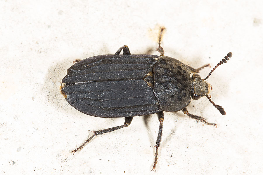 Thanatophilus sinuatus - Gerippter Totenfreund, Käfer auf Mauer