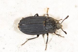 Thanatophilus sinuatus - Gerippter Totenfreund, Käfer auf Mauer