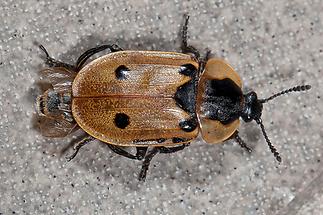 Xylodrepa quadripunctata - Vierpunktiger Aaskäfer, Käfer am Balkon (1)