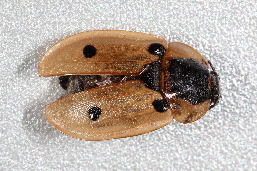 Xylodrepa quadripunctata - Vierpunktiger Aaskäfer, Käfer am Balkon