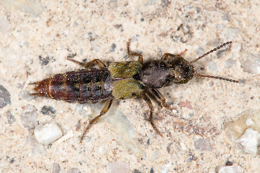 Abemus chloropterus - kein dt. Name bekannt, Käfer auf Fahrweg