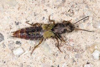 Abemus chloropterus - kein dt. Name bekannt, Käfer auf Fahrweg
