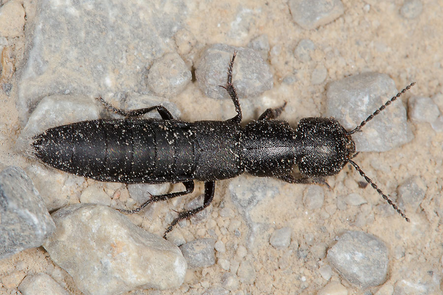 Ocypus nero - kein dt. Name bekannt, Käfer auf Fahrweg