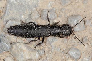 Ocypus nero - kein dt. Name bekannt, Käfer auf Fahrweg