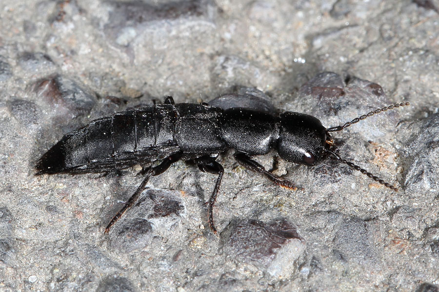 Ocypus olens cf. - kein dt. Name bekannt, Käfer auf Straße