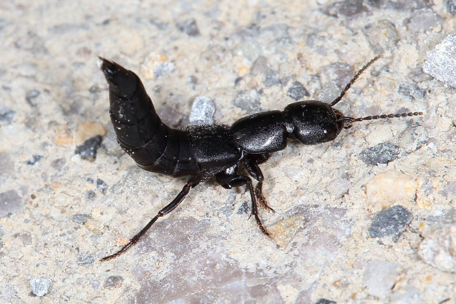 Ocypus sp. - kein dt. Name bekannt, Käfer auf Mauer