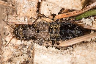 Ontholestes haroldi - kein dt. Name bekannt, Käfer auf Waldboden (1)