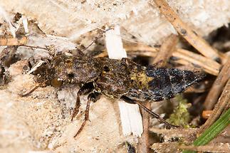 Ontholestes haroldi - kein dt. Name bekannt, Käfer auf Waldboden (2)