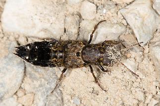 Ontholestes haroldi - kein dt. Name bekannt, Käfer auf Waldboden (3)