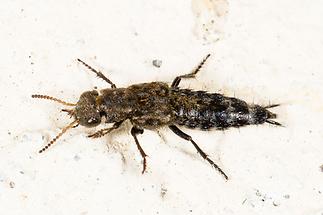 Ontholestes murinus - kein dt. Name bekannt, Käfer auf Klostermauer