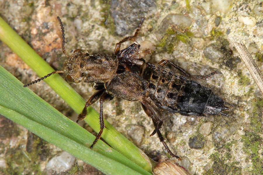 Ontholestes tesselatus - Gewürfelter Raubkäfer, Käfer auf Waldweg