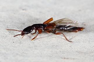 Othius punctulatus - Punktierter Mulmkurzflügler, Käfer auf Klostermauer (2)