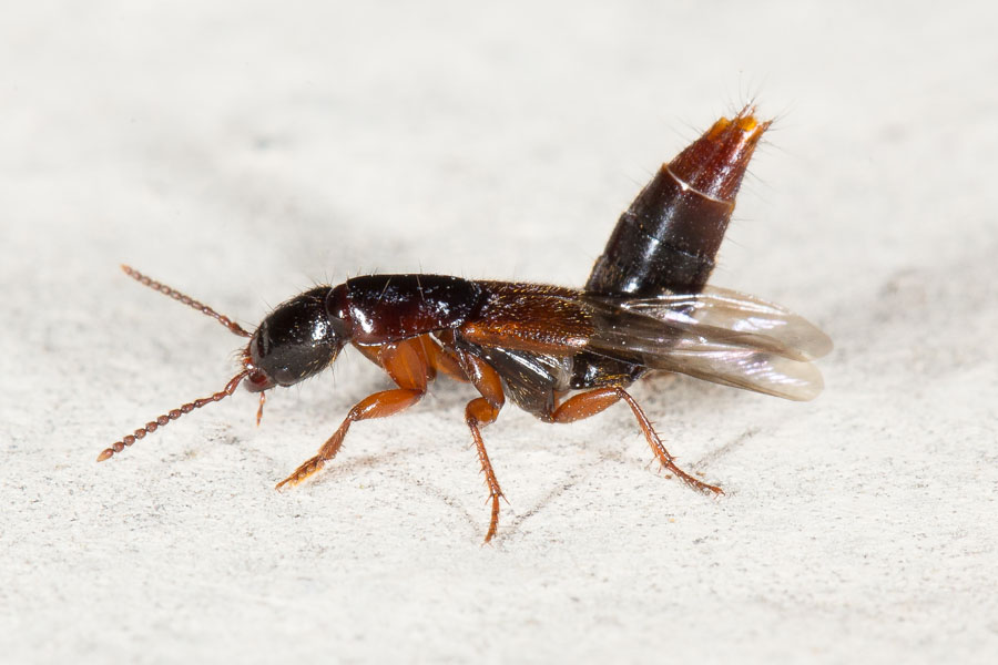 Othius punctulatus - Punktierter Mulmkurzflügler, Käfer auf Klostermauer