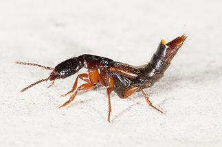 Othius punctulatus - Punktierter Mulmkurzflügler, Käfer auf Klostermauer (4)