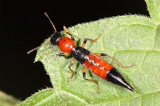 Paederus schönherri - Uferräuber, Käfer auf Blatt (2)