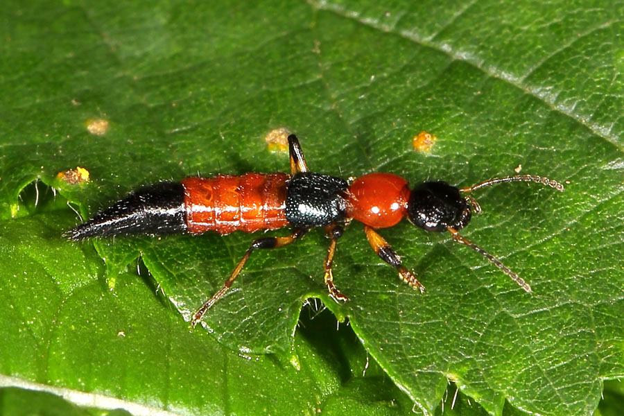 Paederus cf. schönherri - Uferräuber, Käfer auf Blatt