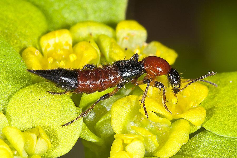 Paederus schönherri - Uferräuber, Käfer auf Blüte