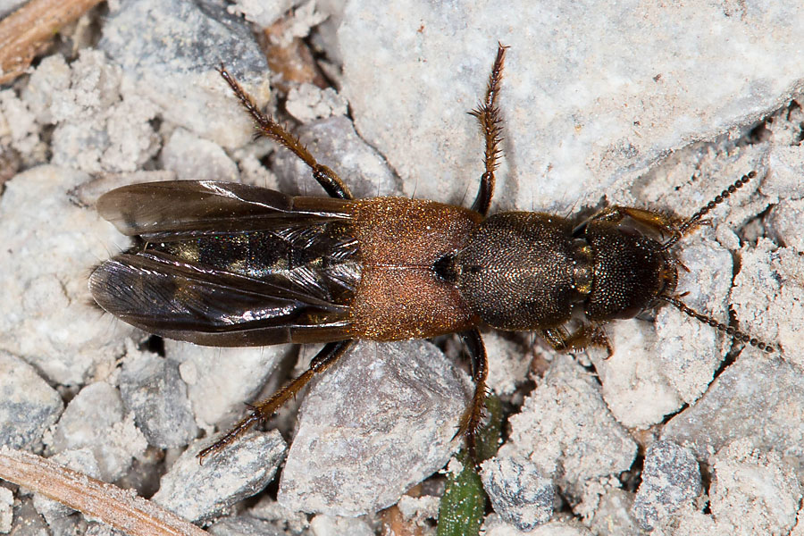 Platydracus chalcocephalus - kein dt. Name bekannt, Käfer auf Weg