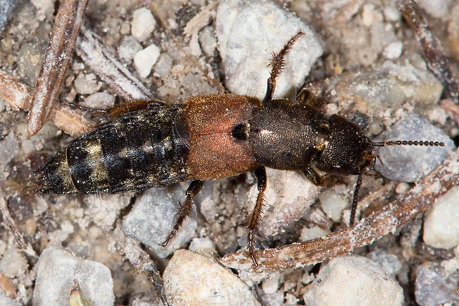 Platydracus chalcocephalus - kein dt. Name bekannt, Käfer auf Weg