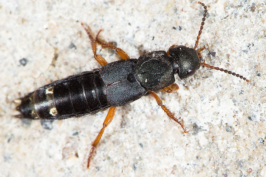 Platydracus fulvipes - kein dt. Name bekannt, Käfer auf Klostermauer