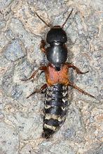 Platydracus stercorarius - kein dt. Name bekannt, Käfer auf Fahrweg