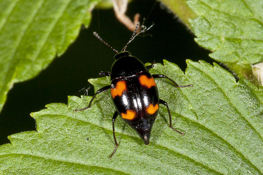 Scaphidium quadrimaculatum - Vierfleck-Kahnkäfer, Käfer auf Blatt
