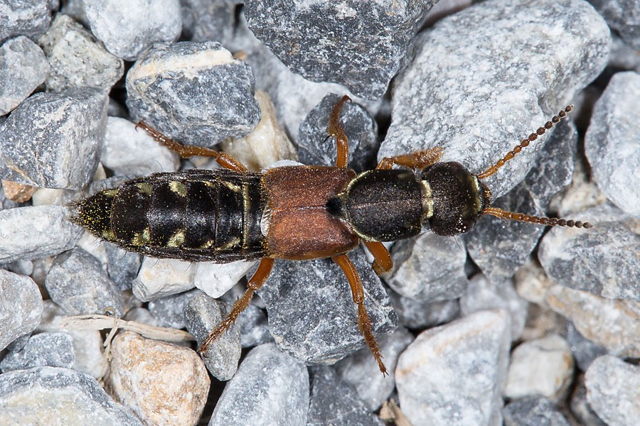 Staphylinus dimidiaticornis - Rotflügeliger Moderkäfer, Käfer auf Schotter