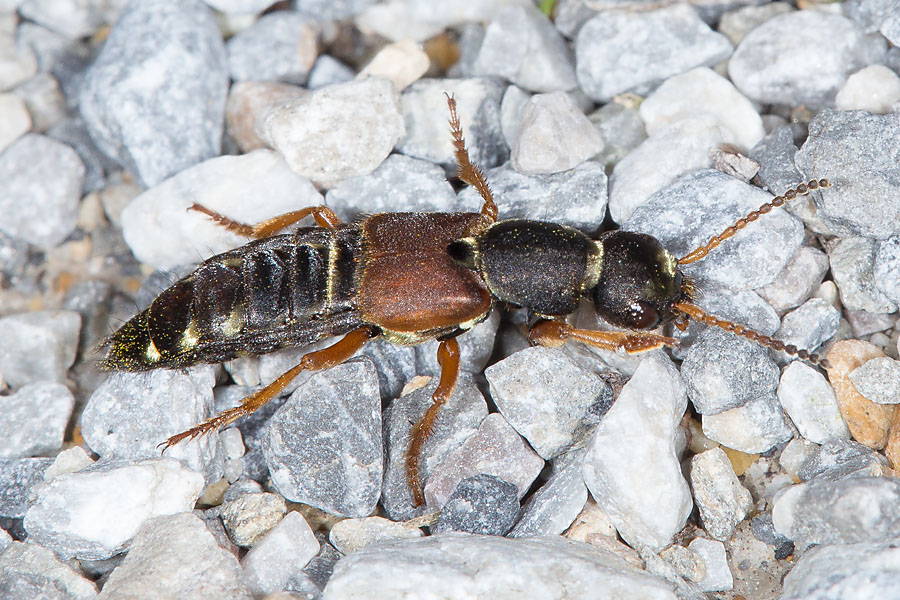 Staphylinus dimidiaticornis - Rotflügeliger Moderkäfer, Käfer auf Schotter