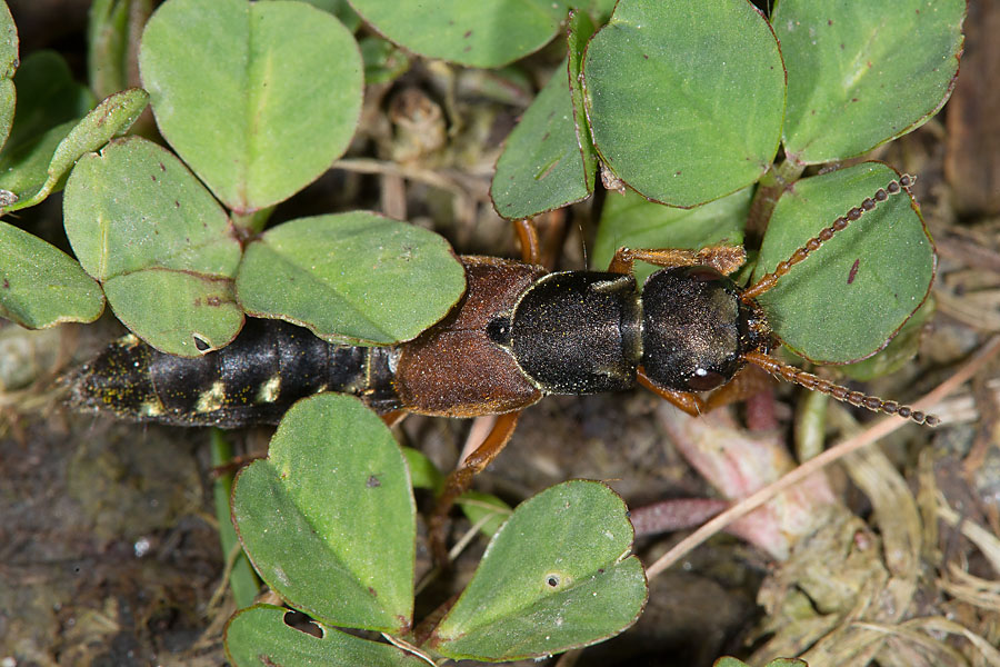 Staphylinus dimidiaticornis - Rotflügeliger Moderkäfer, Käfer auf Schotter