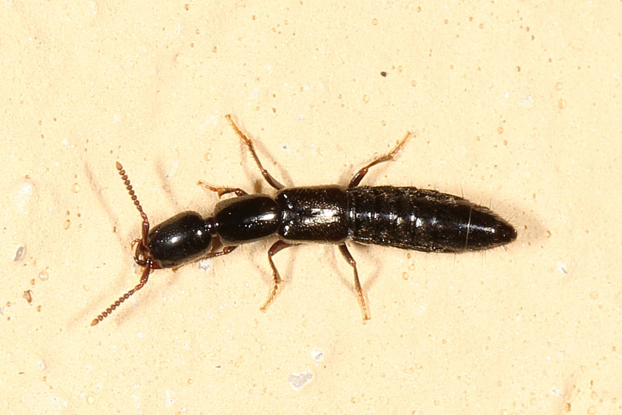 cf. Lathrobium sp. - kein dt. Name bekannt, Käfer auf Klostermauer